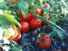 DSC01096.jpg
