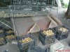 DSC01105.jpg