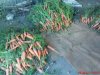 DSC01108.jpg