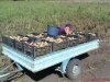 DSC01115.jpg