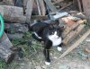 Міккі - котяра.jpg