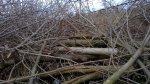WP_20170320_12_59_11_Pro.jpg