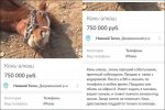 nadpisi-18032017-017.jpg