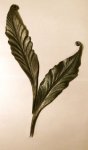 large1660.JPG