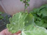 DSCN6628.jpg