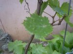 DSCN6647.jpg