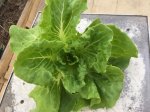 upload_2017-6-4_9-11-20.jpeg