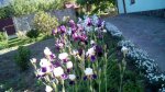 IMG_20170529_091631.jpg