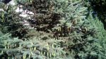 IMG_20170603_182729.jpg