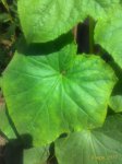 P_20170609_125957_1_p.jpg