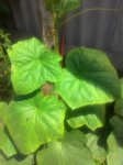 P_20170609_125941_1_p.jpg