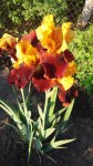 20170607_063108.jpg