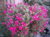 DSCF0091.JPG