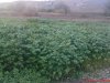 DSC01156.jpg
