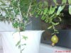 DSC01158.jpg