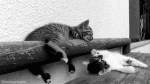 4lAkKvv-1513142924.gif