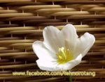 Искусственный ротанг - Техноротанг - Украина, Харьков - rattan.jpg