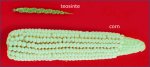 teosinte.jpg