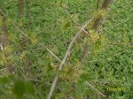 SDC10260.JPG