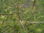 SDC10258.JPG