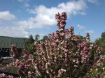 IMG_20180520_101957.jpg