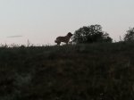 IMG_20180723_203036.jpg