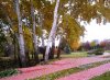 Осень2.jpg