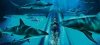 x_53f409d2.jpg