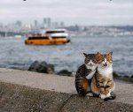 котики01.jpg