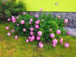 IMG_20190602_081759-EFFECTS.jpg