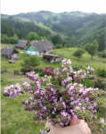 upload_2019-6-17_9-8-51.png