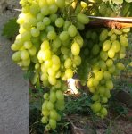 20190728_065434.jpg