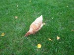IMG_20201108_111754.jpg