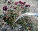 Водичка из скважины.jpg