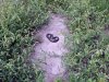 SN852257.jpg