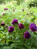 PIC_0085.JPG