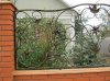 IMG_1171.jpg