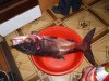 P1040379_thumb.jpg