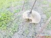 DSC01536.jpg