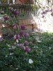 DSCF5068.JPG
