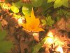 IMG0577A.jpg