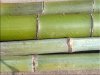 green1.jpg