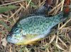 sunfish.jpg