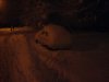 DSC01954.jpg