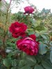 100_0456.JPG