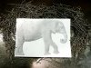 AVPROF Metal Art elefant nails (18).JPG