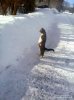 котик.jpg