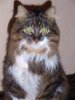 кот 1.JPG