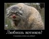 котик.jpg
