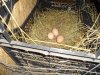 DSC02935.JPG